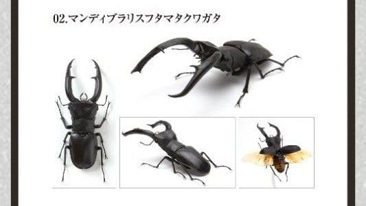 Amazon.co.jp: いきもの大図鑑 くわがた02 マンディブラリスフタマタ